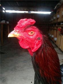 五圆鸡视频,探寻传统美食的独特魅力