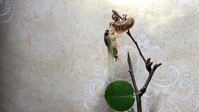 知了脱壳视频,揭秘蝉蜕壳的神奇过程