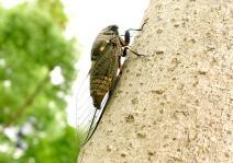 知了脱壳视频,揭秘蝉蜕壳的神奇过程