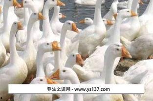 白鹅叫声视频,聆听自然之声,感受鹅鸣悠扬