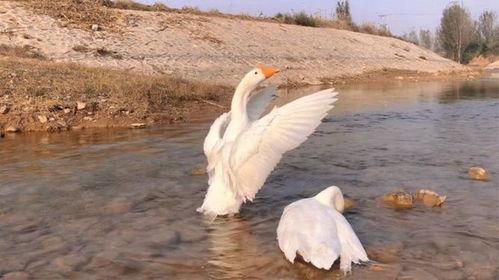 白鹅叫声视频,聆听自然之声,感受鹅鸣悠扬