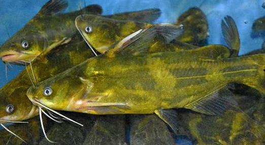 黄骨鱼视频,探寻鲜美滋味背后的养殖奥秘