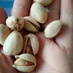 开心果视频,欢乐瞬间,笑点连连