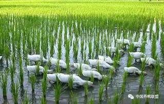 稻田养鸭视频,生态农业的绿色实践与高效益探索