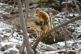 猴子交配的视频,揭秘猴子交配行为