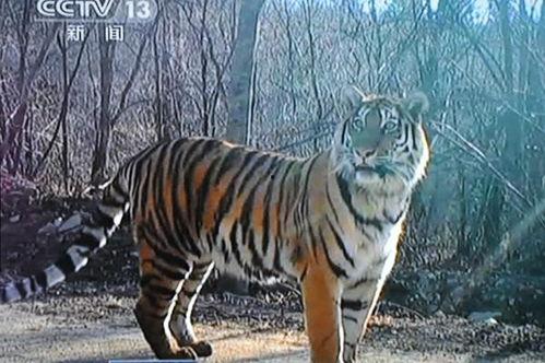 野生东北虎视频,自然纪录片中的神秘王者