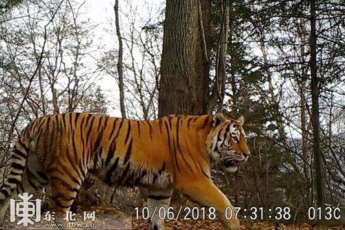野生东北虎视频,自然纪录片中的神秘王者