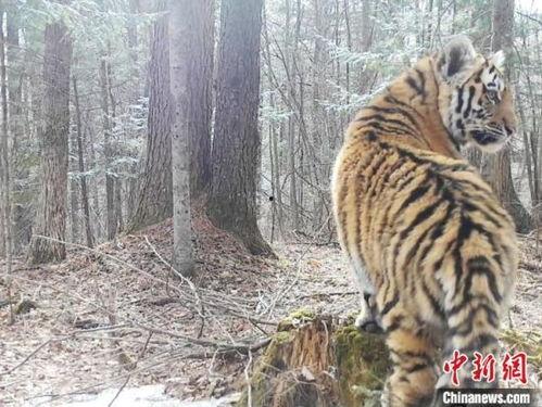 野生东北虎视频,自然纪录片中的神秘王者