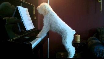 狗狗嚎叫视频,揭秘宠物情感表达瞬间